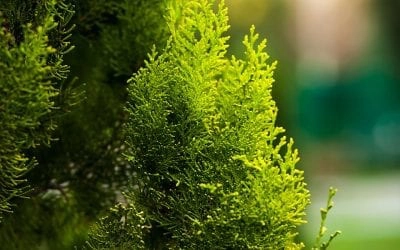 How to Plant, Grow, & Prune Arborvitae