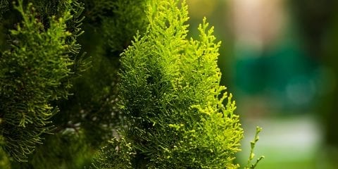 Emerald Green Arborvitae FAQs - Platt Hill Nursery