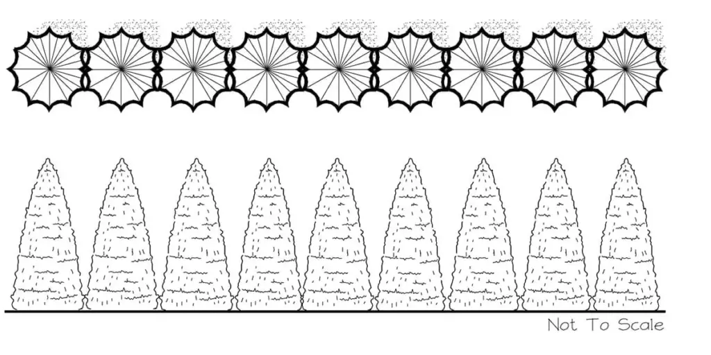 Single Row Planting of Arborvitae Example