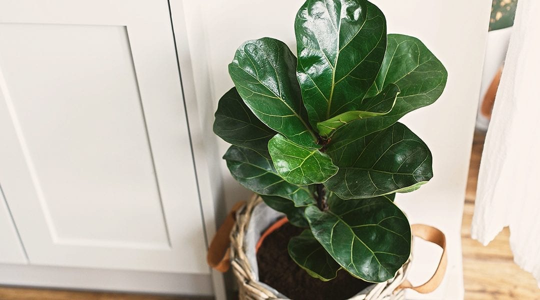 Ficus February: Our Five Favorite Figs