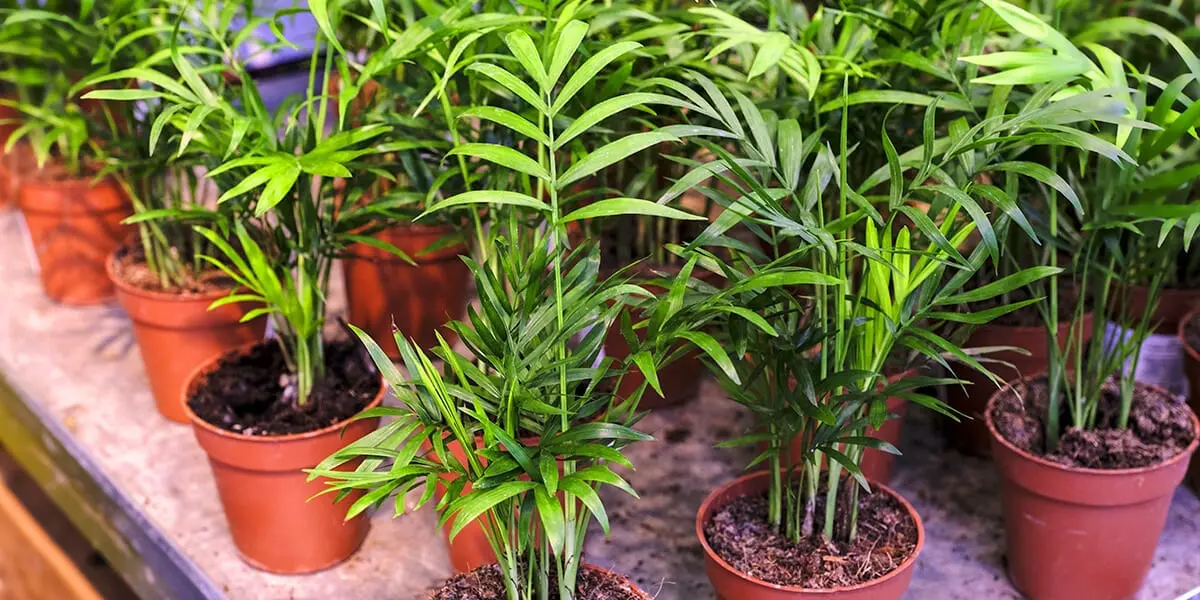 platt-hill-light-loving-houseplants-neanthe-bella-palm