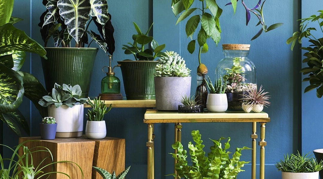 Create an Urban Jungle with These Light-Loving Houseplants