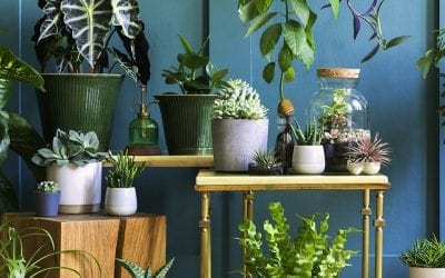 Create an Urban Jungle with These Light-Loving Houseplants