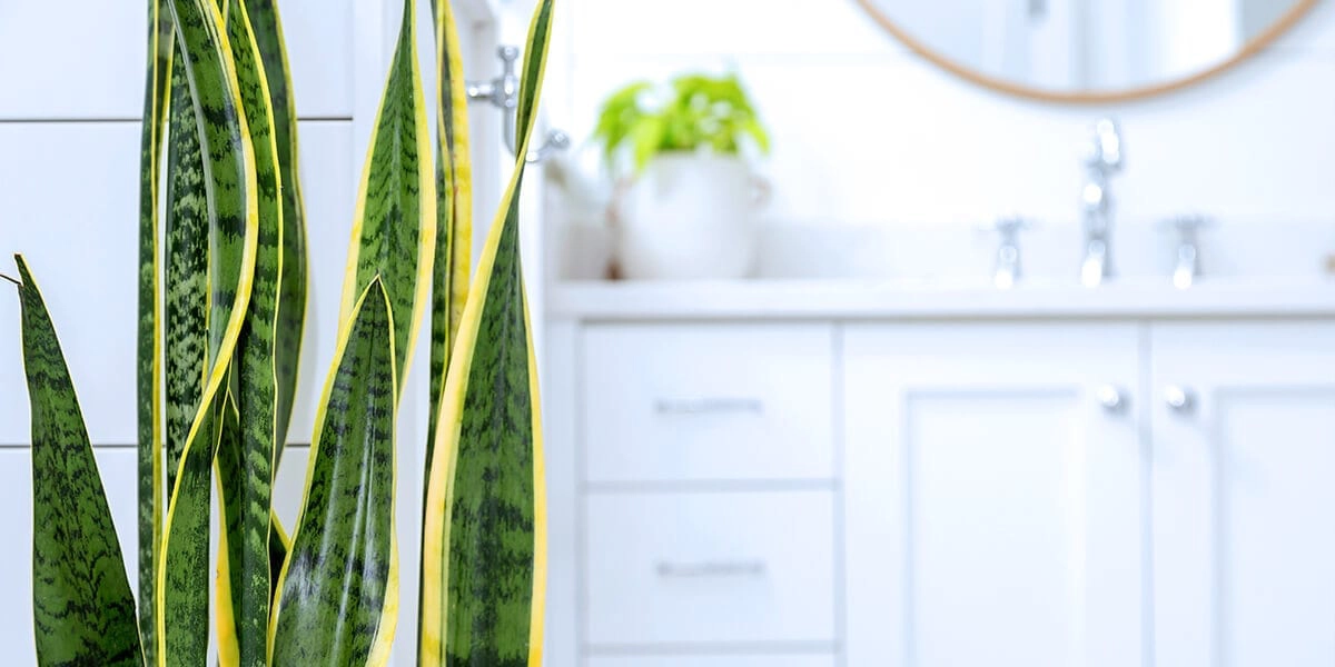 platt hill nursery plants for low light snake plant bathroom