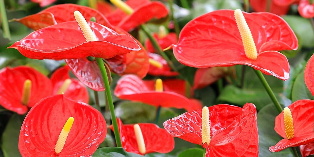 platt hill nursery romantic houseplants valentine's day anthurium red