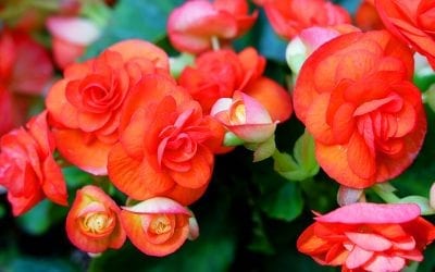 Romantic Houseplants for Valentine’s Day