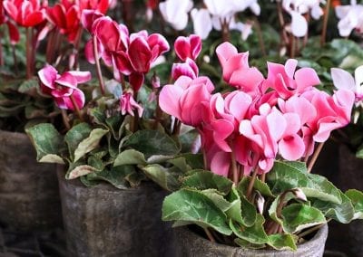 platt hill nursery romantic houseplants valentine's day cyclamen red pink white