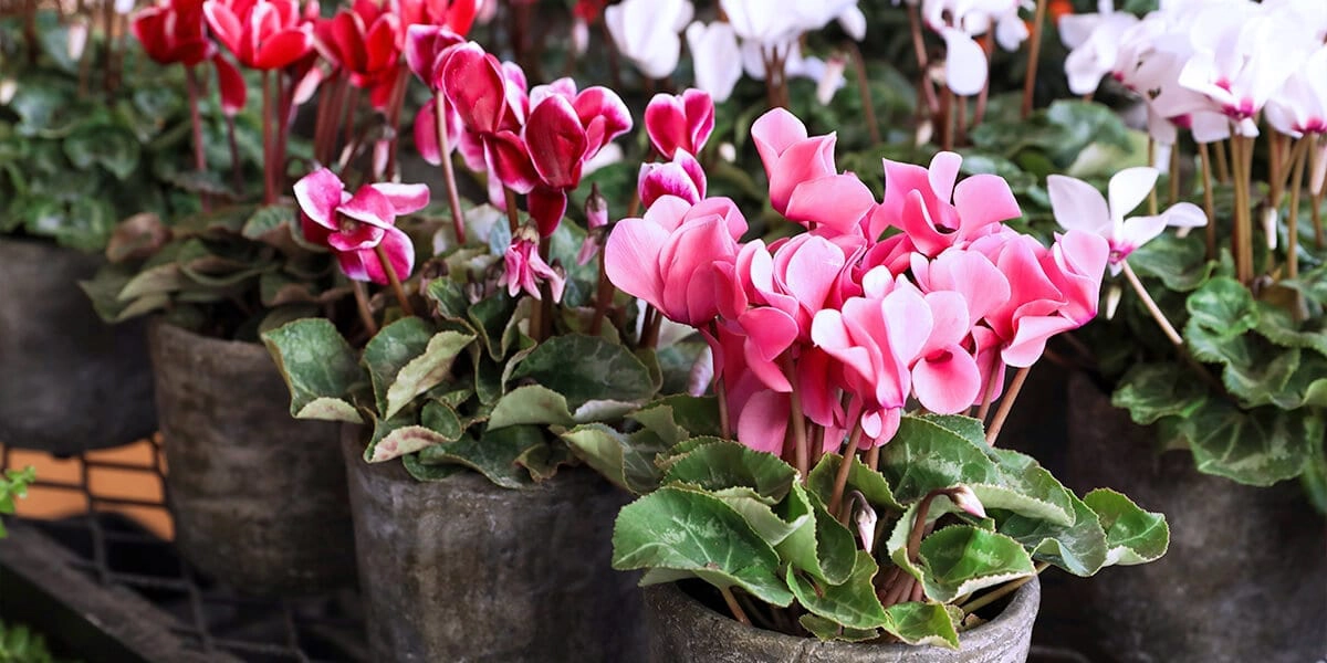 platt hill nursery romantic houseplants valentine's day cyclamen red pink white