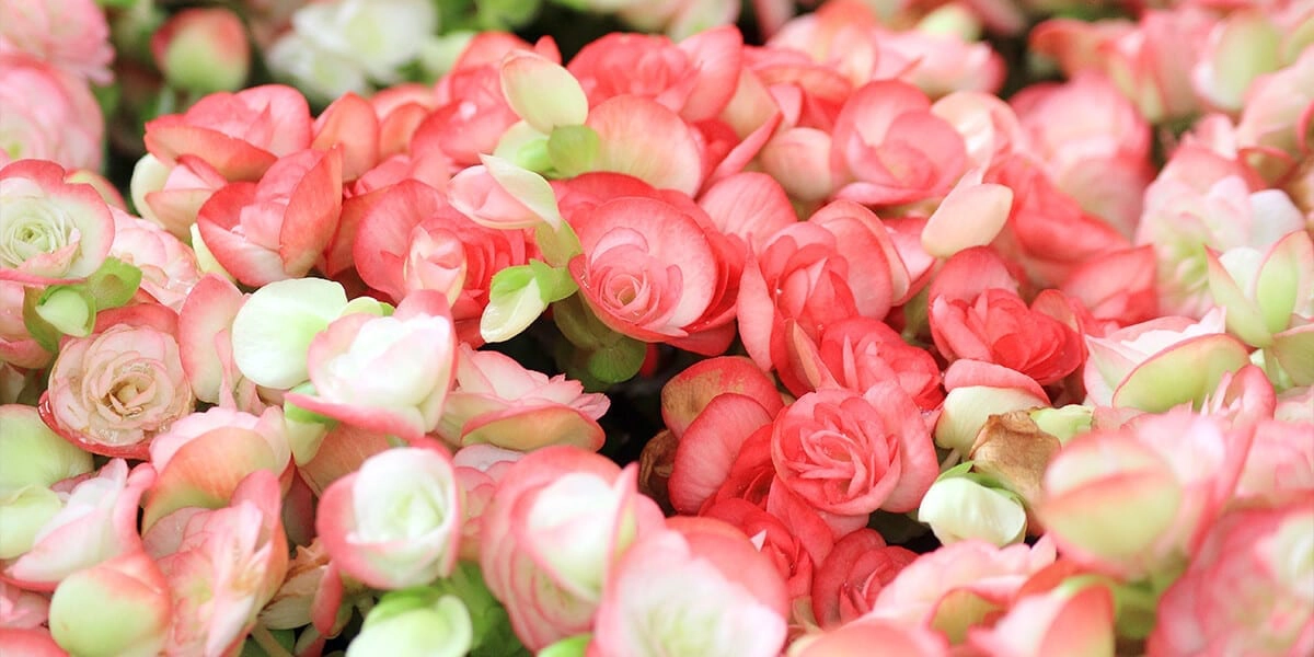 platt hill nursery romantic houseplants valentine's day rieger begonia