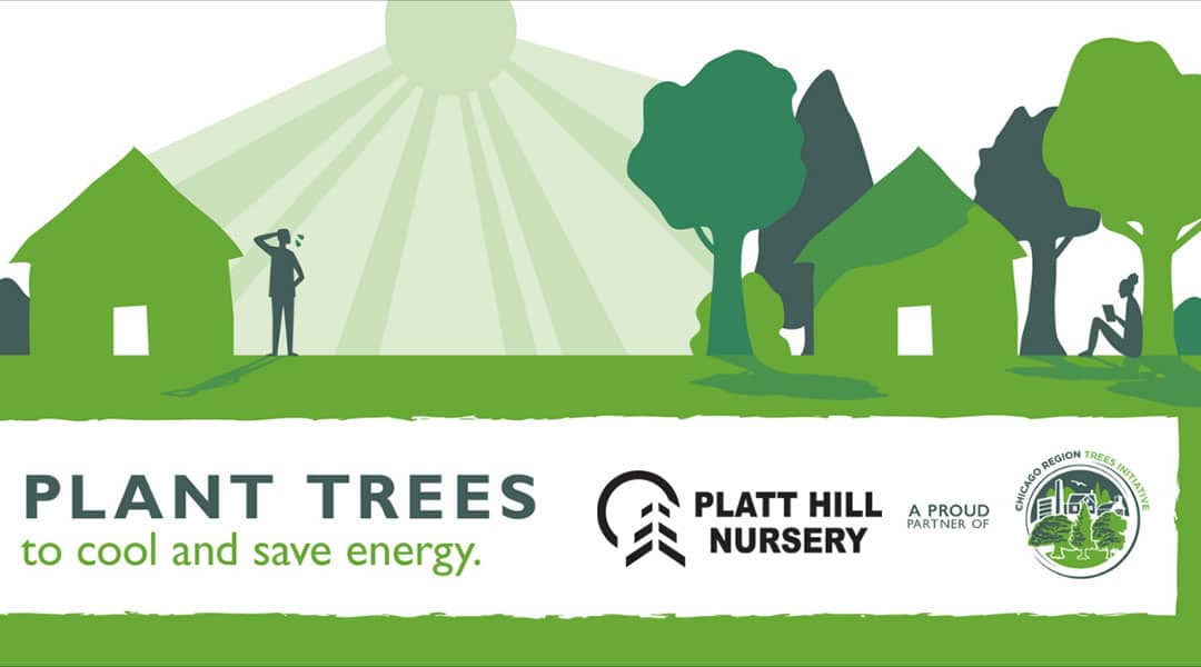 Plat trees to cool your home and save energy