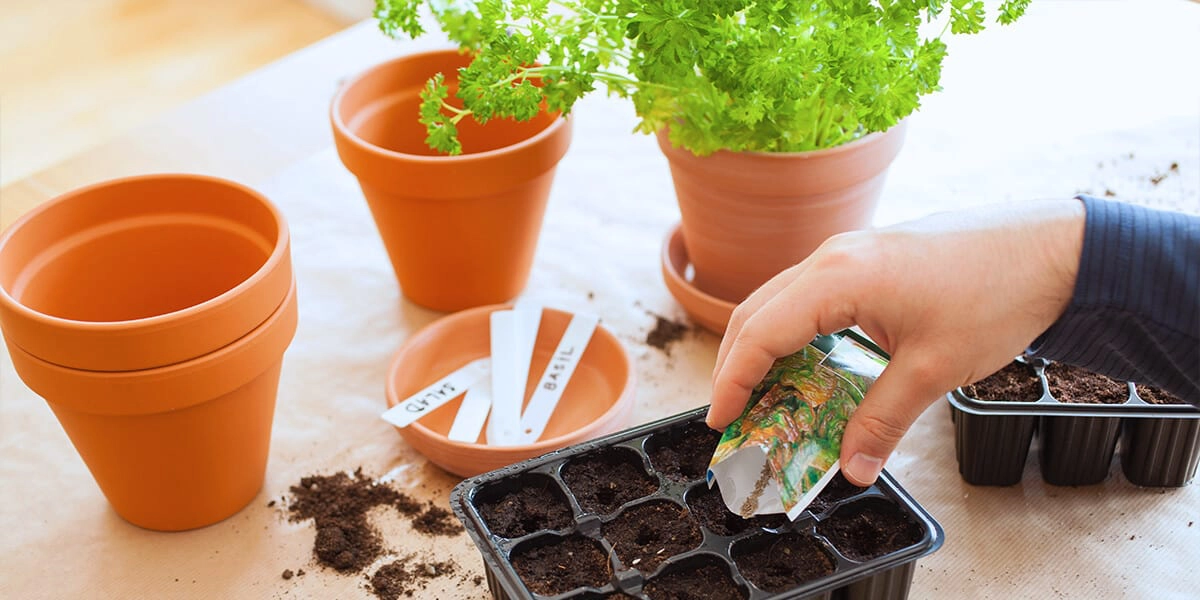 platt hill 2021 garden landscape seed starting tray indoors