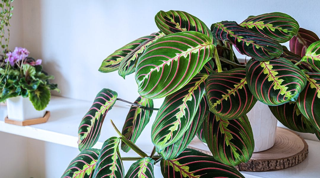 Tropical Houseplants that You Can Move Outdoors in the Summer - Platt Hill  Nursery - Blog & Advice