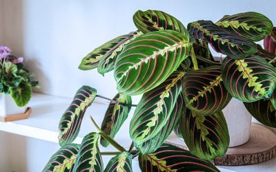 Tropical Houseplants that You Can Move Outdoors in the Summer