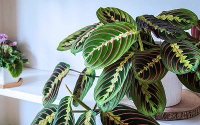 Complete Guide for Moving Indoor Plants Outside