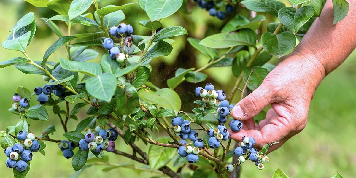 platt hill grow sweet juicy berries blueberry bush