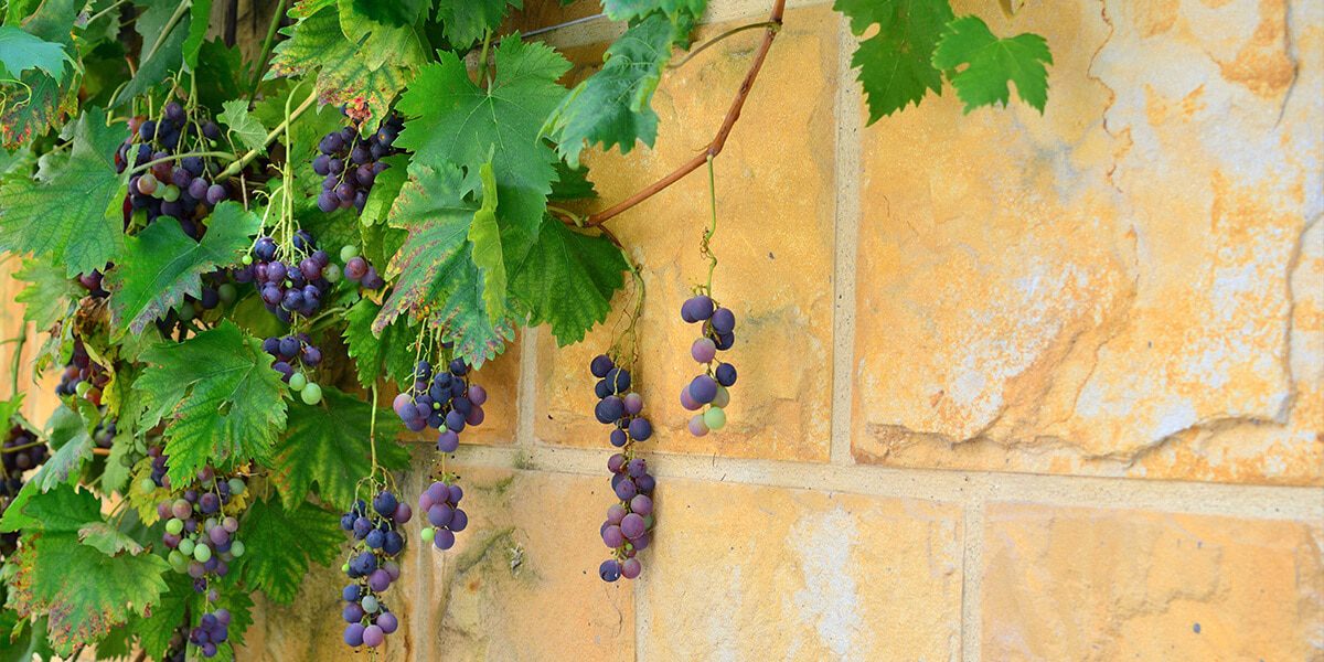 platt hill grow sweet juicy berries grape vine brick wall