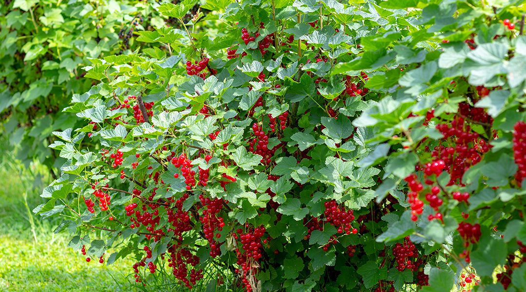The Art of Successful Berry Growing