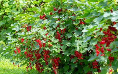 The Art of Successful Berry Growing