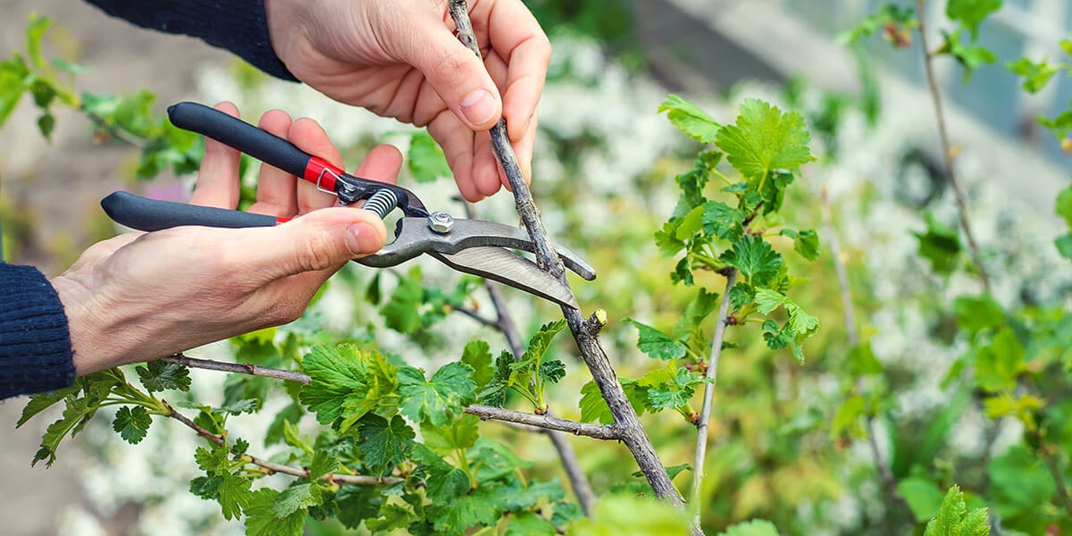 Pruning Blueberry Bushes: Maximizing Growth and Yield