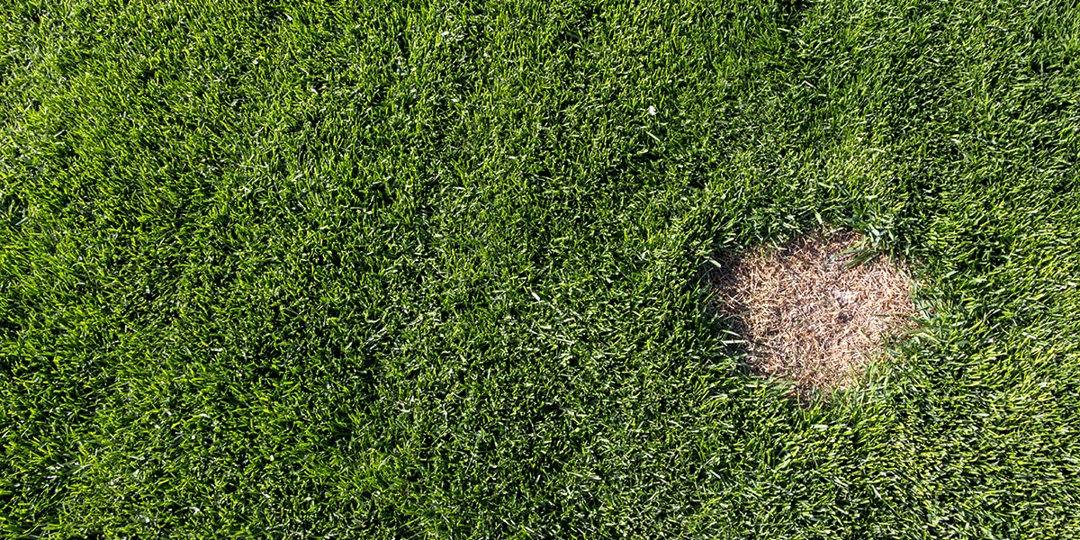 platt hill nursery fixes to common yard issues evergreen landscape brown patch in grass