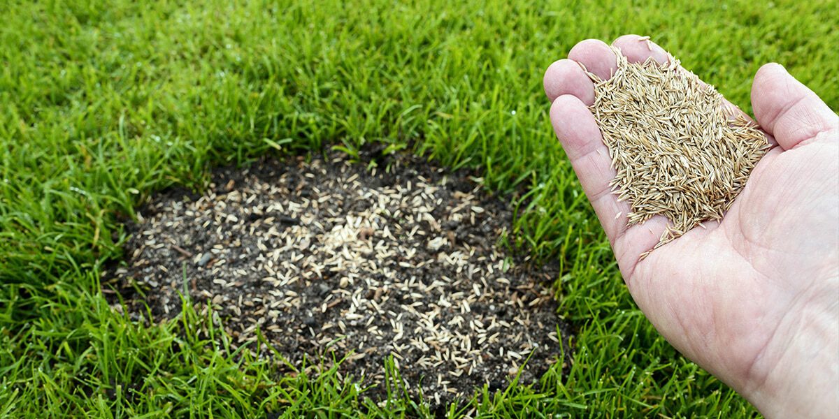 platt hill nursery fixes to common yard issues handful grass seed