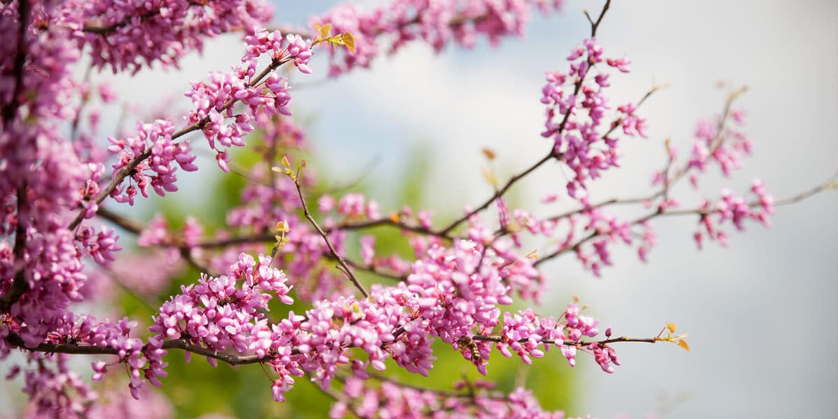 platt hill nursery the best spring flowering trees shrubs pink eastern redbud