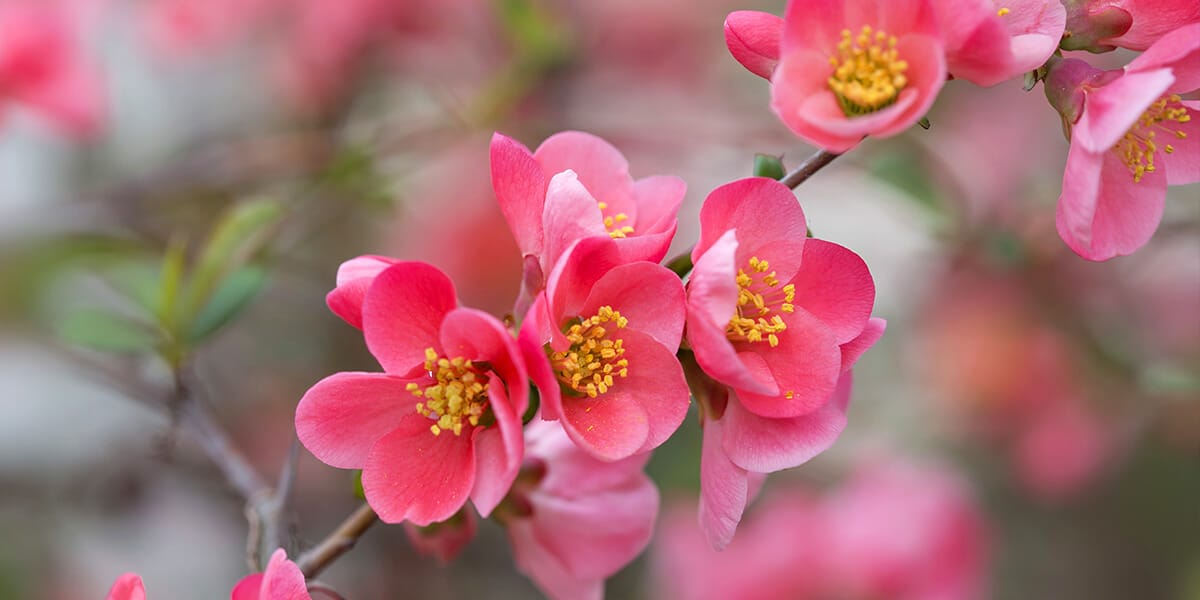 platt hill nursery the best spring flowering trees shrubs pink flowering quince