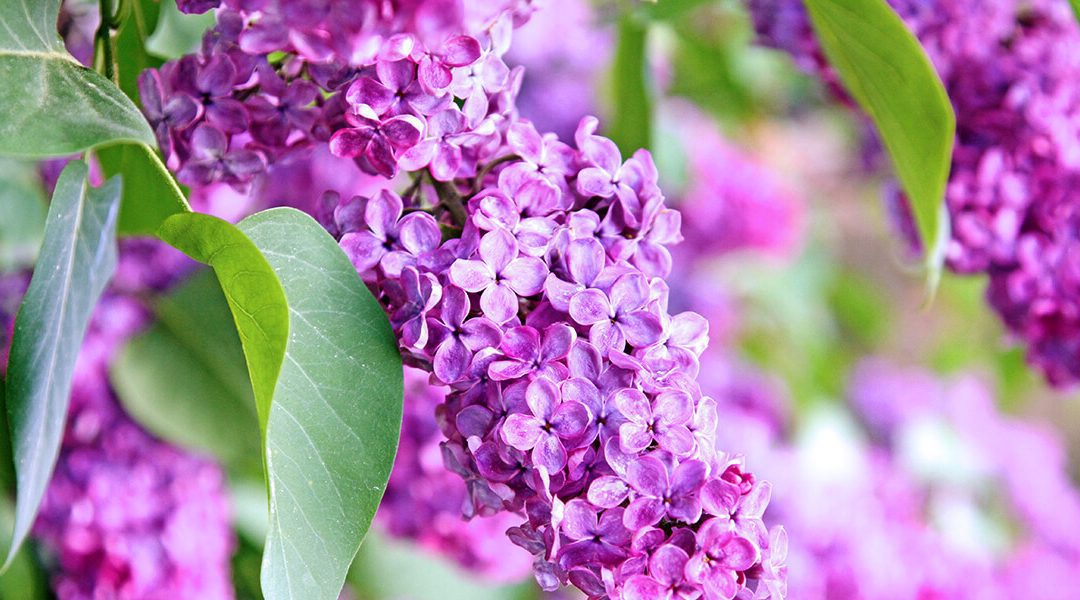 The Best Spring-Flowering Trees and Shrubs for the Midwest - Platt Hill  Nursery - Blog & Advice