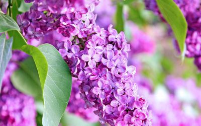 The Best Spring-Flowering Trees and Shrubs for the Midwest