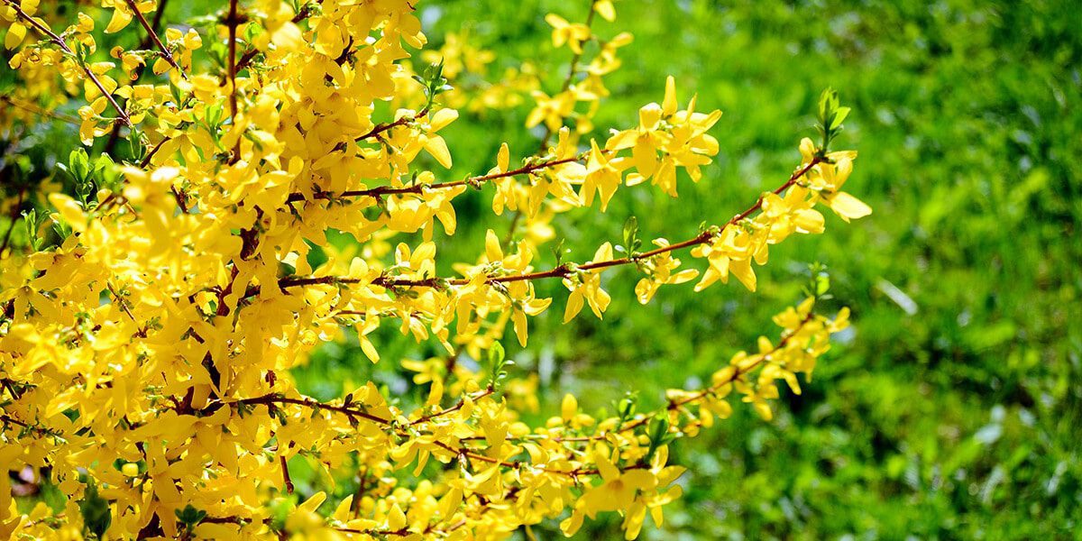 platt hill nursery the best spring flowering trees shrubs yellow forsythia
