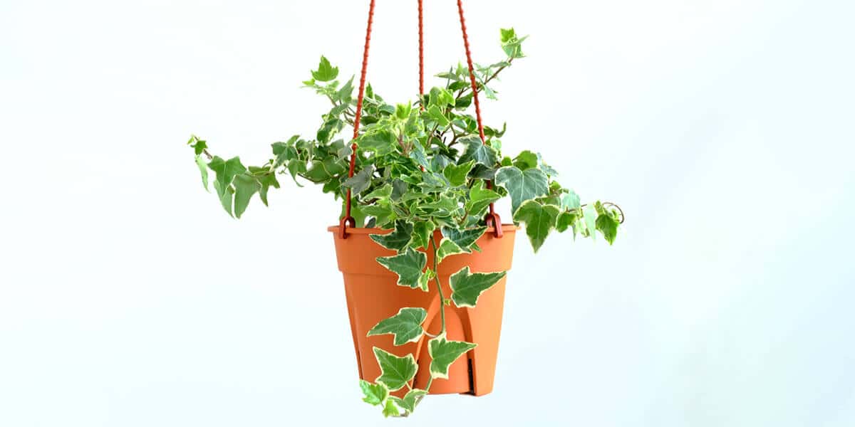platt hill nursery trailing houseplants hanging baskets english ivy