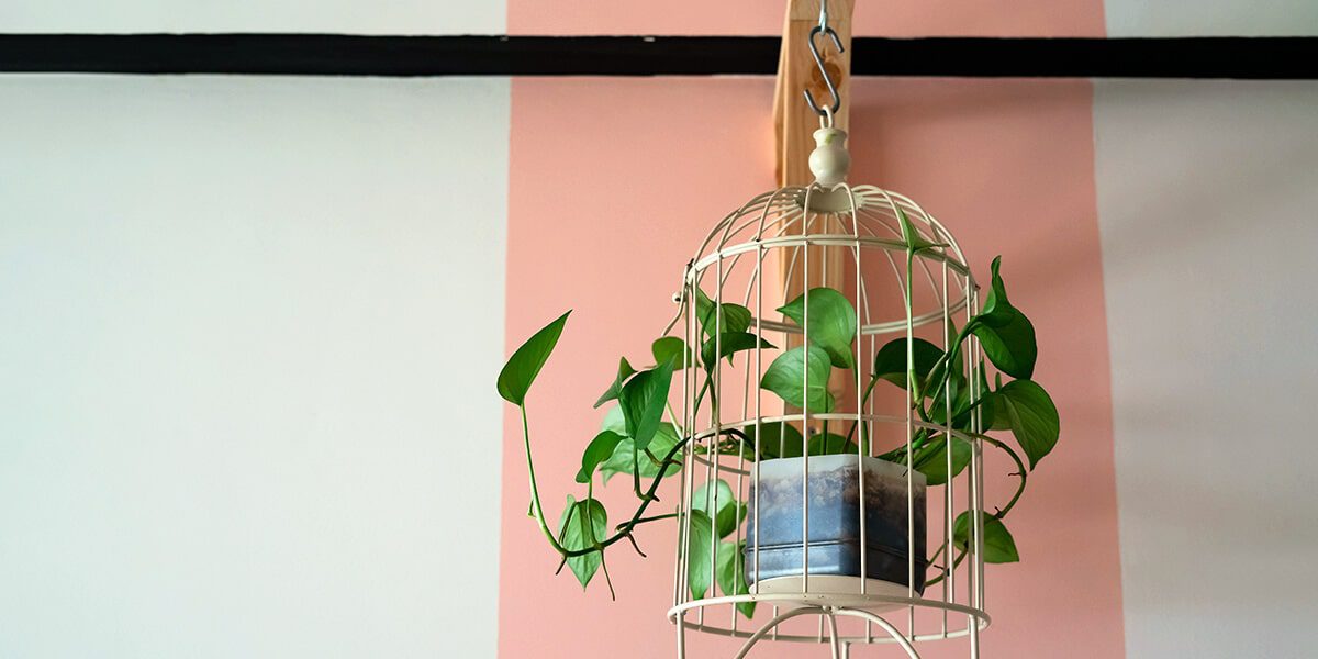 platt hill nursery trailing houseplants hanging baskets heartleaf philodendron in birdcage
