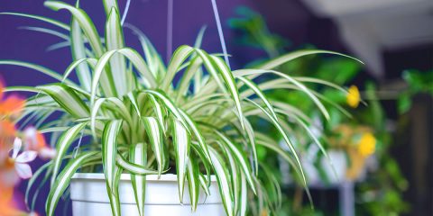 8 Perfect Houseplants for Hanging Baskets | Platt Hill Nursery | Blog ...