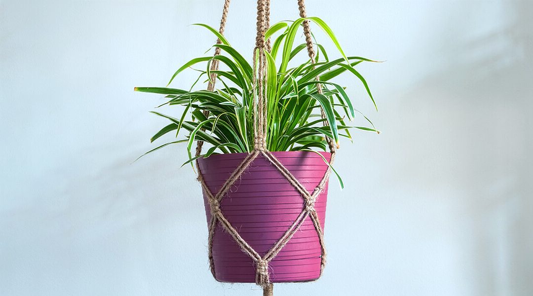 platt hill nursery trailing houseplants hanging baskets spider plant purple pot