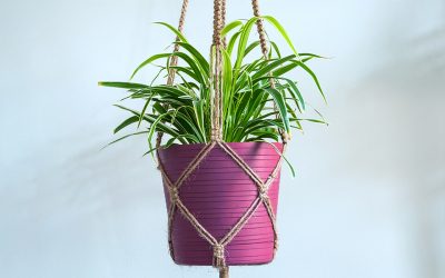 8 Perfect Houseplants for Hanging Baskets