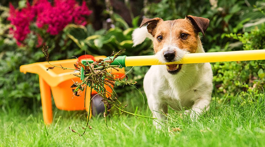 platt hill nursery zone 5 landscaping maintenance checklist dog with rake