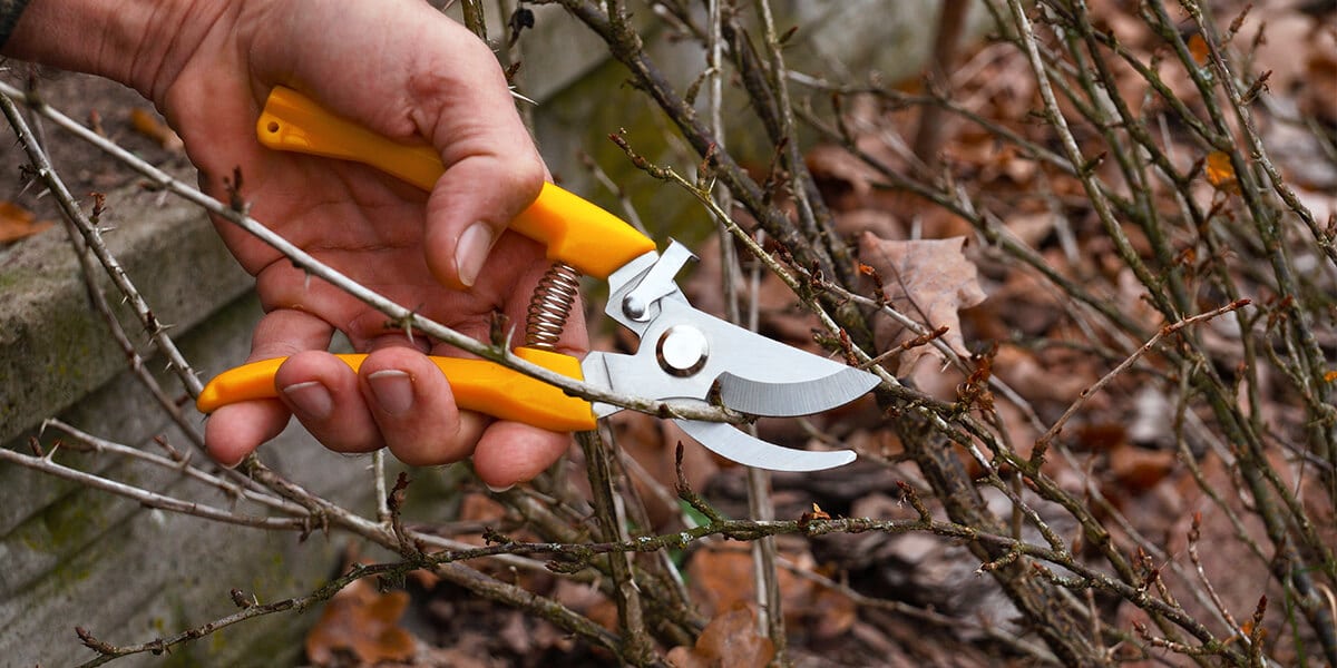platt hill nursery zone 5 landscaping maintenance checklist pruning branches