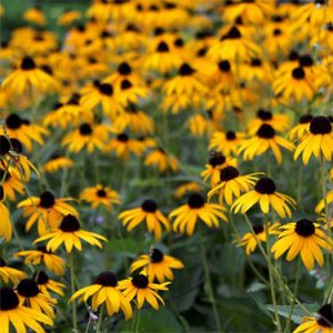 Black eyed Susan
