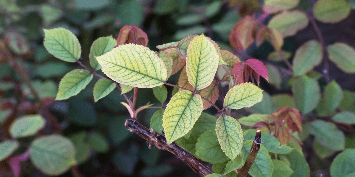 close up of leafs that are vibrant in color but have chlorosis platt hill nursery