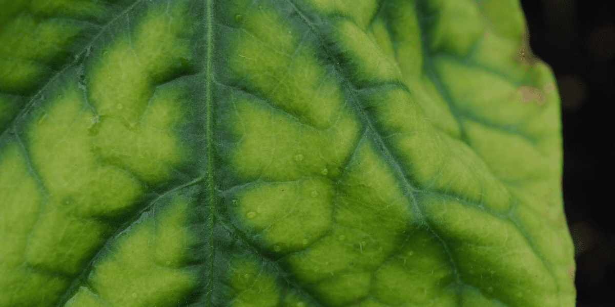 close up of a tomato plant leaf with iron chlorosis platt hill nursery