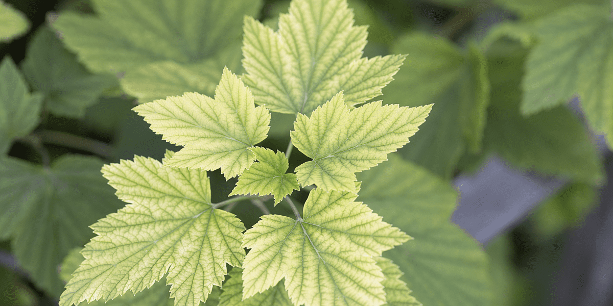 yellowing leaves due to chlorosis: Platt Hill Nursery