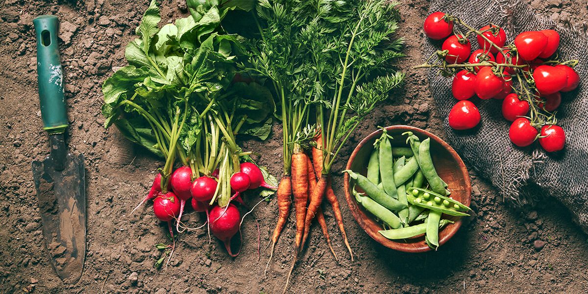 Choosing The Right Fruits And Vegetables For Your Garden