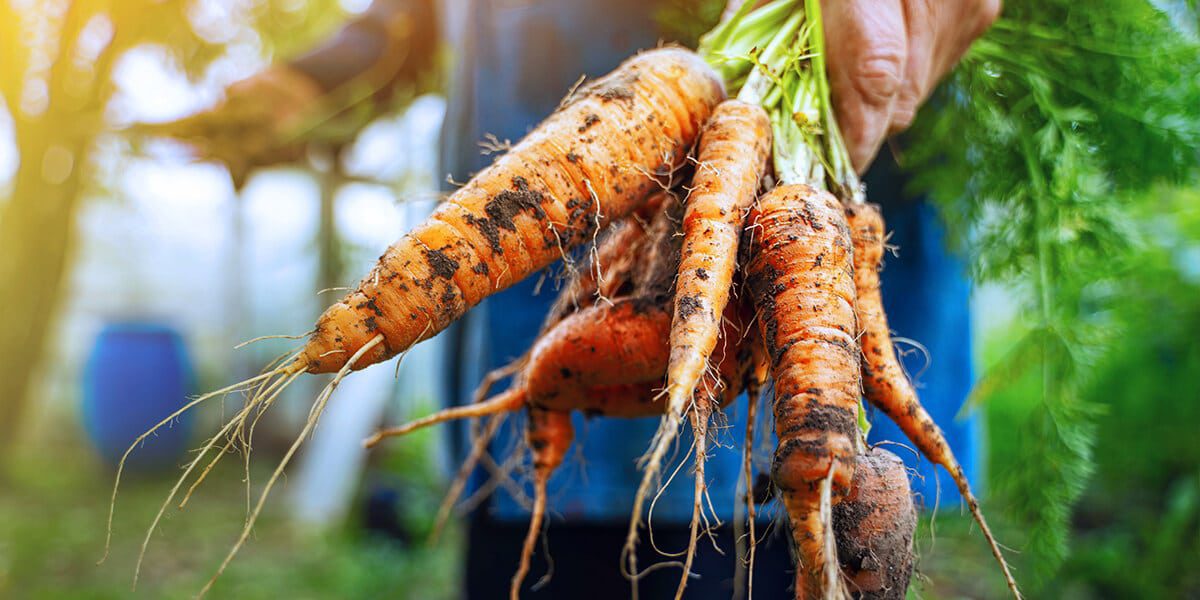 platt hill nursery essential steps for starting garden harvesting carrots