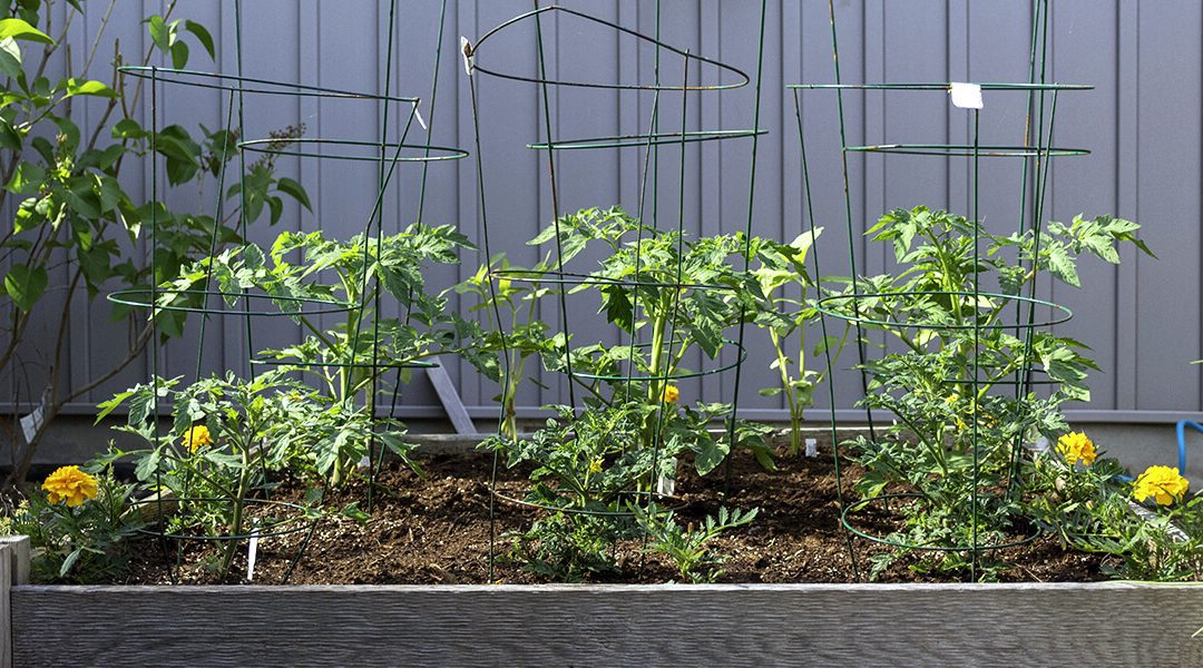 platt hill nursery essential steps for starting garden tomato plants garden bed