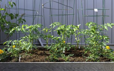 How to Start a Vegetable Garden from Scratch