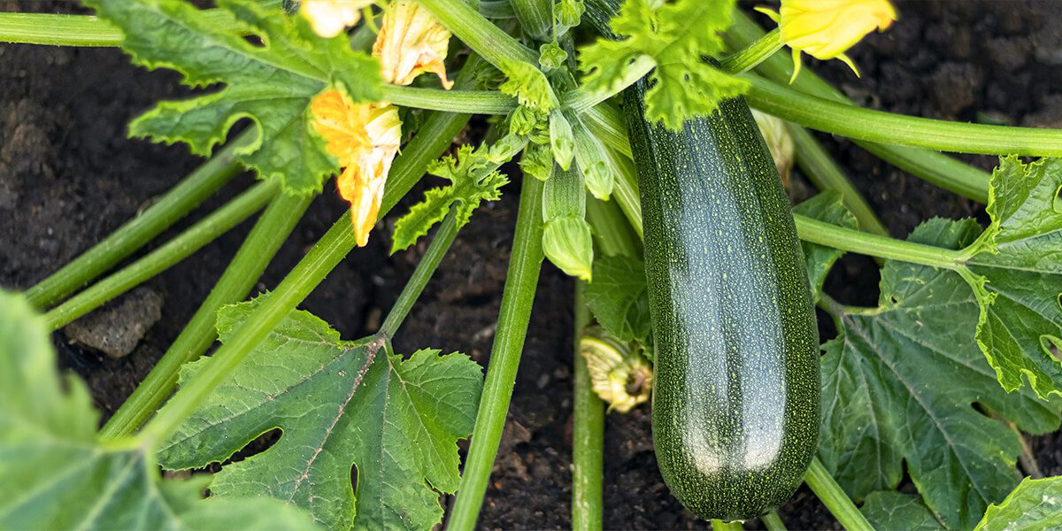 platt hill nursery gardening hacks for beginners cucumber plant