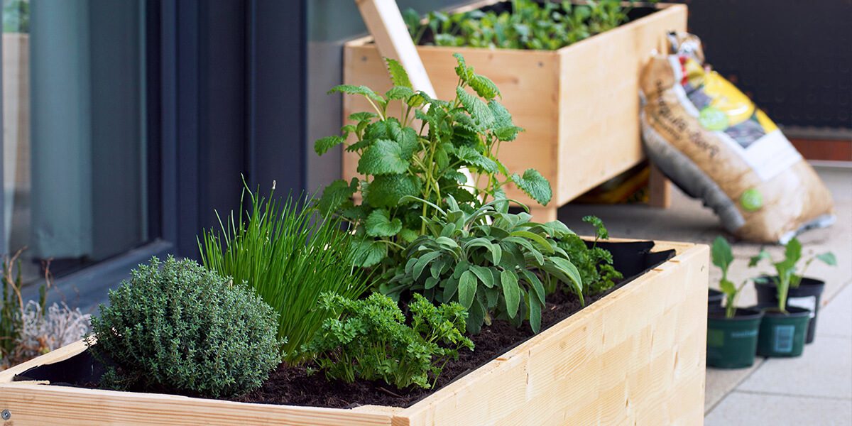 platt hill nursery gardening hacks for beginners raised herb bed