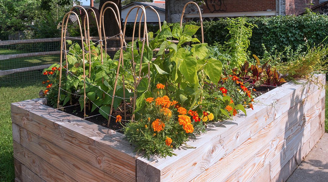 Vegetable Gardening for Beginners: The Basics of Planting