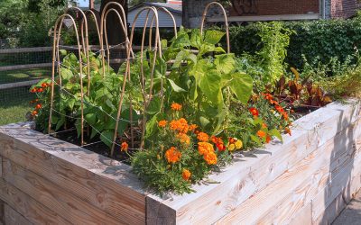 Simple Tips for Beginner Vegetable Gardeners