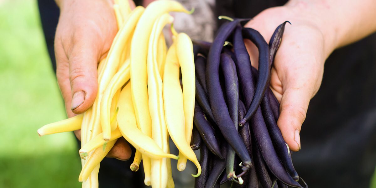 platt hill vegetable gardening beginners holding fresh purple yellow beans